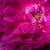 Lila - rózsaszín - Történelmi - portland rózsa - Indigo